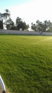 Callosa