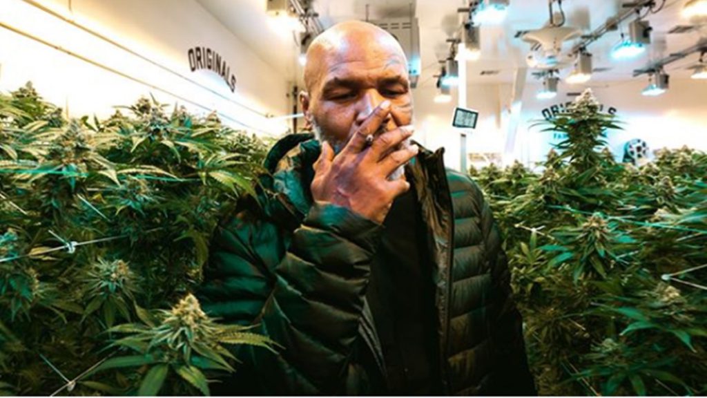 Mike Tyson marihuana