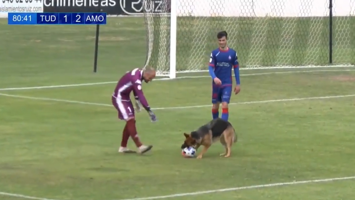 perro viral tudelano amorebieta