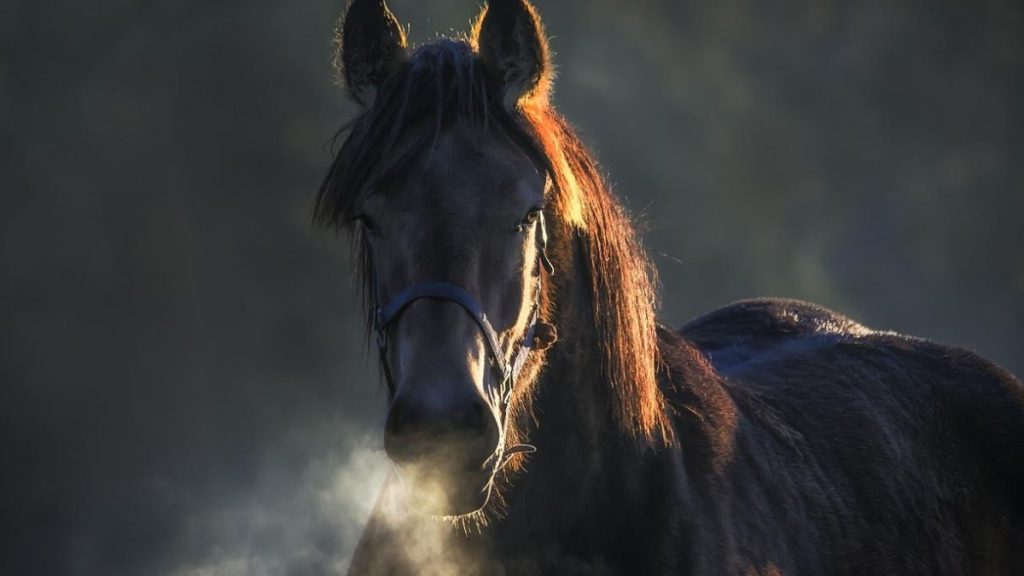 CABALLO